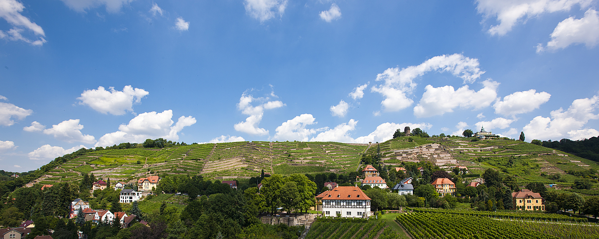 Weinberg Goldener Wagen in Radebeul