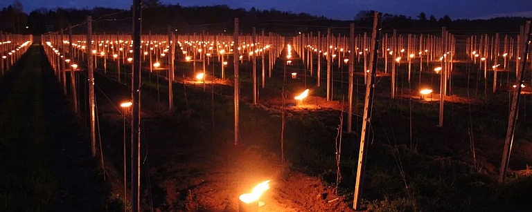Frostschutzkerzen in den Weinbergen von Schloss Wackerbarth sorgen in kalten Nächten für Schutz der Reben und die Qualität der Trauben
