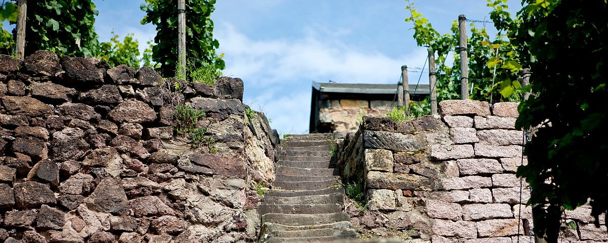 Historic dry stone walls and steps in the vineyards of Wackerbarth Castle on the Saxon Wine Route, which emphasise the cultural value of the region