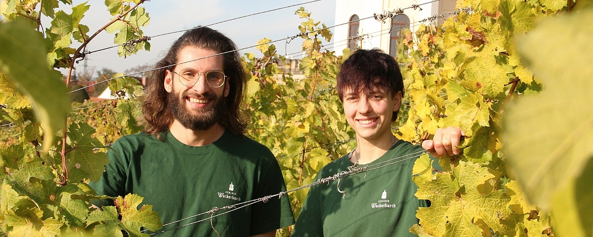 Winzer-Azubis im Weinberg von Schloss Wackerbarth Zwei Auszubildende Winzer in grüner Arbeitskleidung stehen lachend inmitten goldgelber Weinreben.