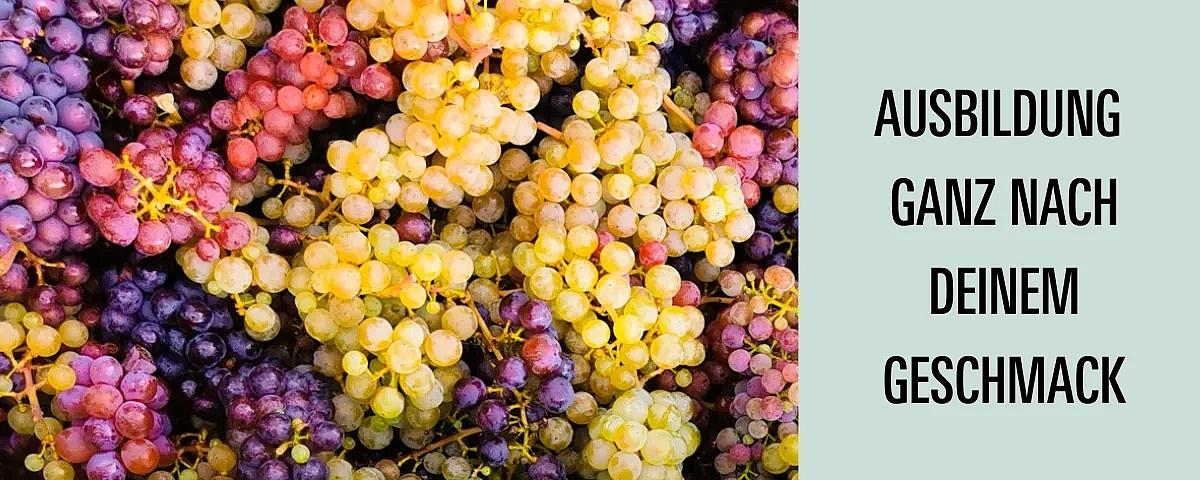 Ein Bild voller reifer Trauben in verschiedenen Farben und daneben der Text: Ausbildung auf Schloss Wackerbarth. Ganz nach deinem Geschmack