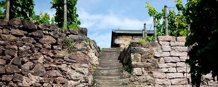 Historische Trockenmauern und Treppen in den Weinbergen von Schloss Wackerbarth an der Sächsischen Weinstraße, die den kulturellen Wert der Region hervorheben.