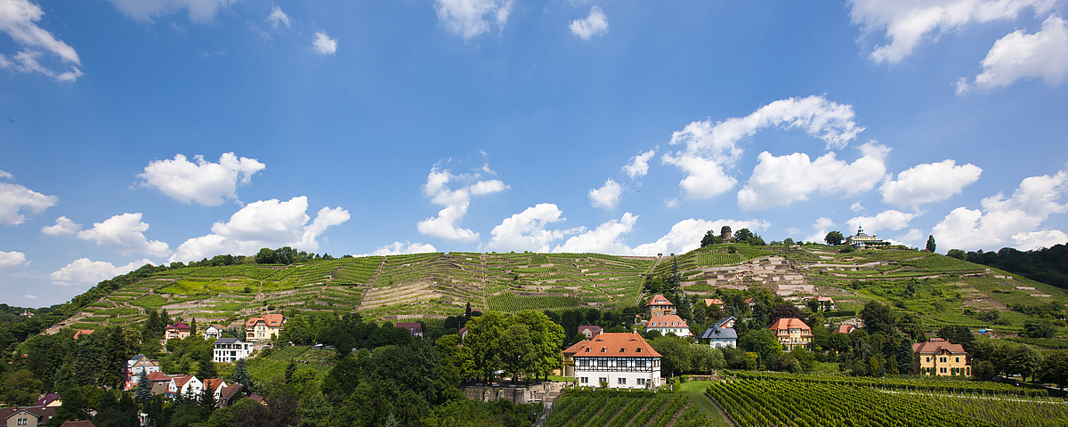 Schloss Wackerbarth Weinberg Goldener Wagen in Radebeul