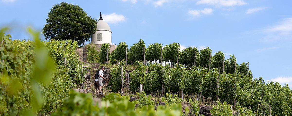 Schloss Wackerbarth The photo shows the sun-drenched vineyards of Wackerbarth Castle and 2 hikers walking towards Jacobstein.