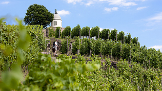 Weinbergs-wanderung