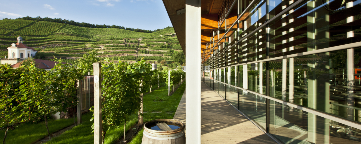 Moderne Glasfassade der Manufaktur mit Blick auf die Reben auf der Seite sowie den Wackerbarth vorne und das Belvedere von Schloss Wackerbarth bei Sonnenschein.