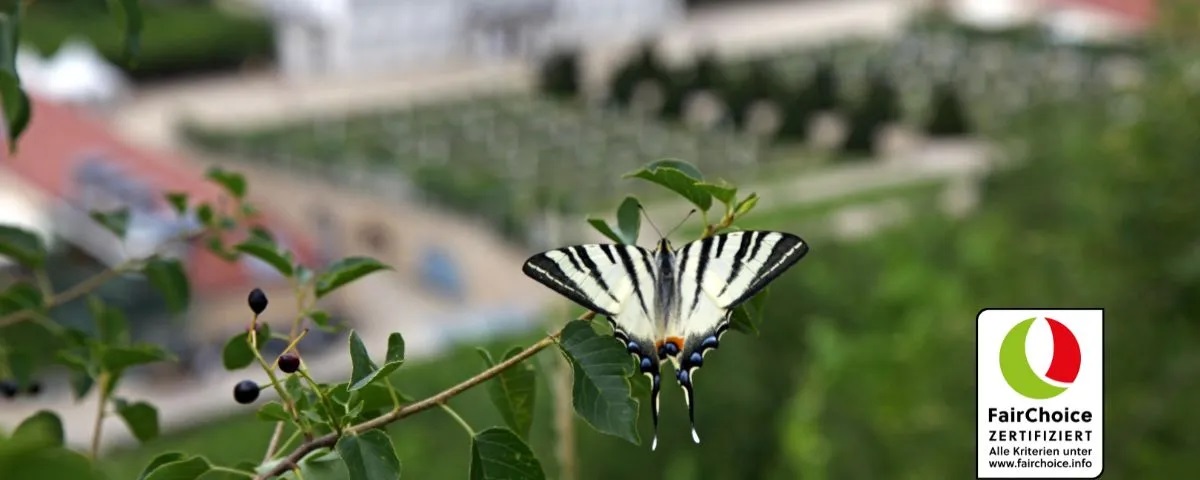 Schloss Wackerbarth Schwalbenschwanz-Schmetterling in den Weinbergen von Schloss Wackerbarth als Symbol für nachhaltigen Weinbau.