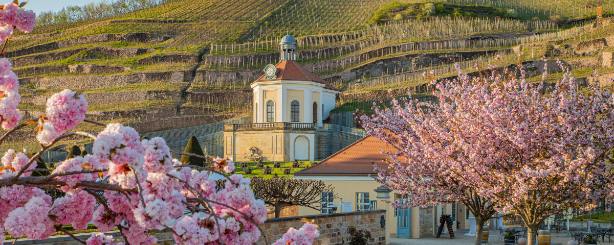 Schloss Wackerbarth Frühling auf Schloss Wackerbarth – Blütenpracht & Weingenuss in Sachsen