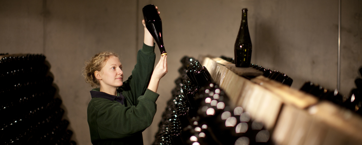 Frau im Sektkeller dreht eine Flasche in einem traditionellen Rüttelpult, umgeben von weiteren Flaschen zur Flaschengärung.