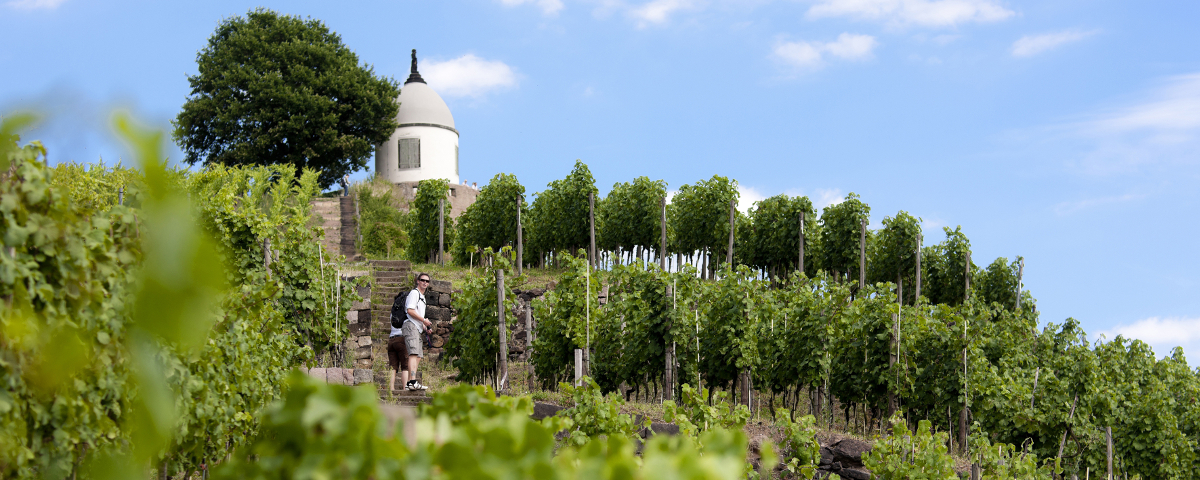 Schloss Wackerbarth Weinbergswanderung - Schloss Wackerbarth