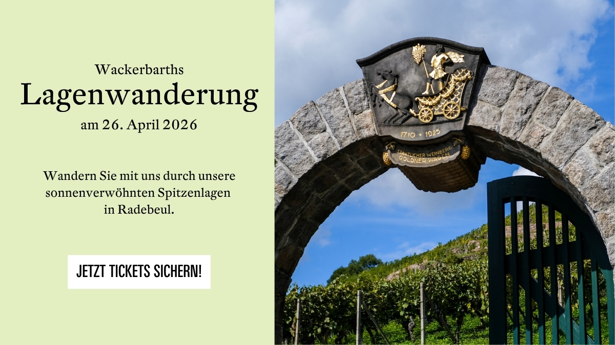 Lagenwanderung auf Schloss Wackerbarth – historisches Tor zu dem Weinberg "Golder Wagen", die Spitzenlage in Radebeul. Neben dem Bild der Text: Wackerbarths Lagenwanderung am 26. April 2026. Wandern Sie mit uns durch unsere sonnenverwöhnten Spitzenlagen in Radebeul. Jetzt Ticket sichern!